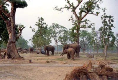 chitwan elephant camp Windhorse Tours