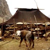 nomad tent laya gasa Windhorse Tours