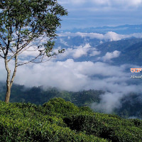 Heritage Darjeeling Dooars Tea Tour