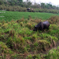 Chitwan Jungle Safari – 3 Days