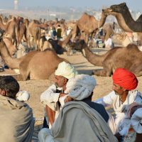 Pushkar Camel Fair with Golden Triangle India