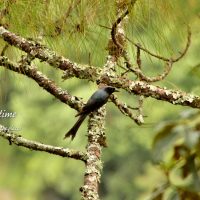 Birding Western Bhutan