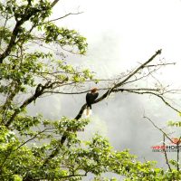 Grand Birding Wildlife Tour of Bhutan