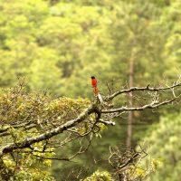 Nature, Birds & Wildlife of Bhutan